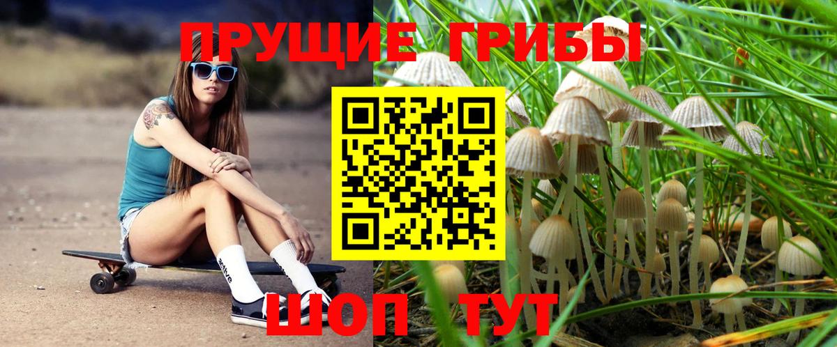 Псилоцибиновые грибы Psilocybe Валуйки